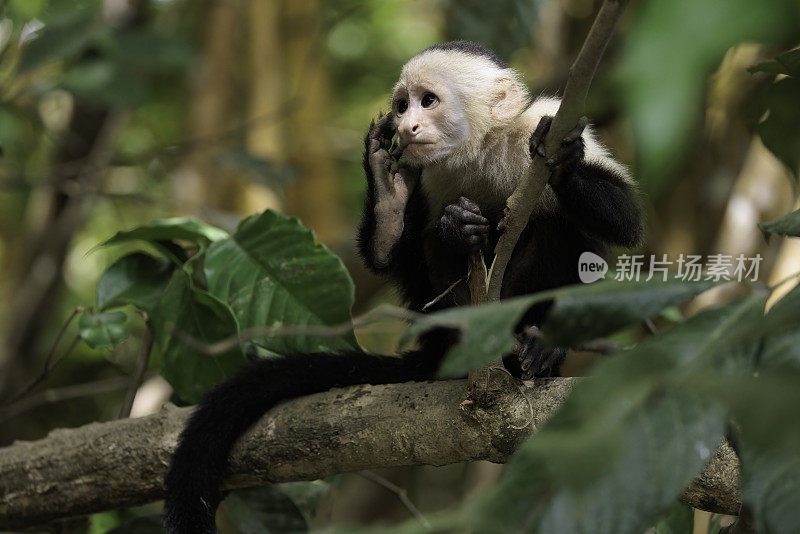 搞笑的白脸卷尾猴/白头卷尾猴(Cebus模仿者)在一个分支上，位于哥斯达黎加奥萨半岛科尔科瓦多国家公园附近的Sierpe河上